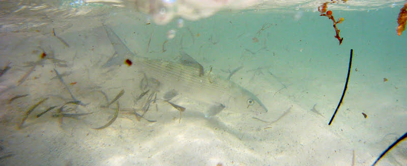 Bonefish Are Nearly Translucent Underwater