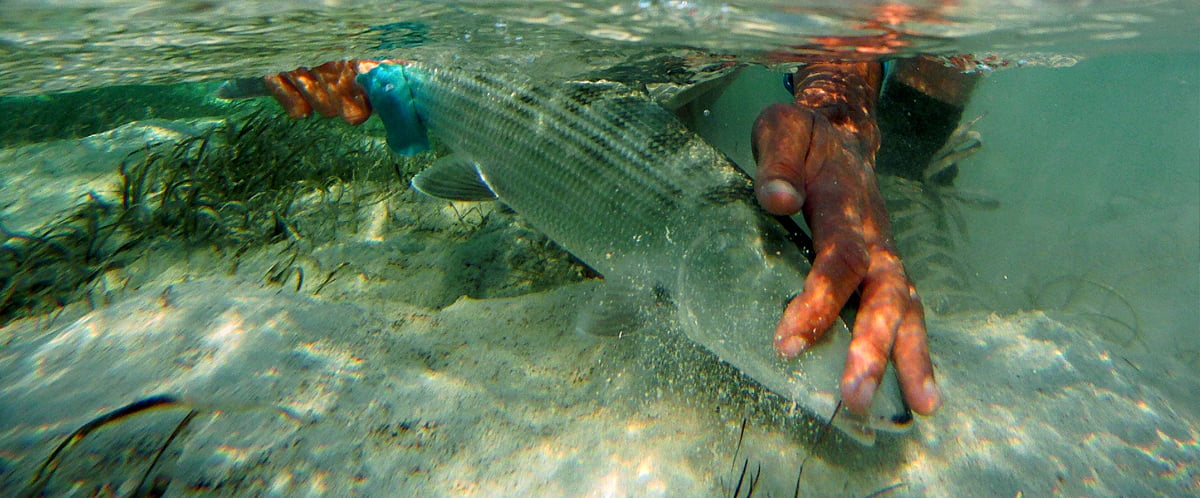Bonefish Release Technique