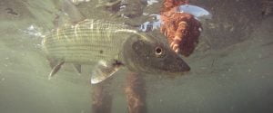 Cayman Underwater Bonefish Release